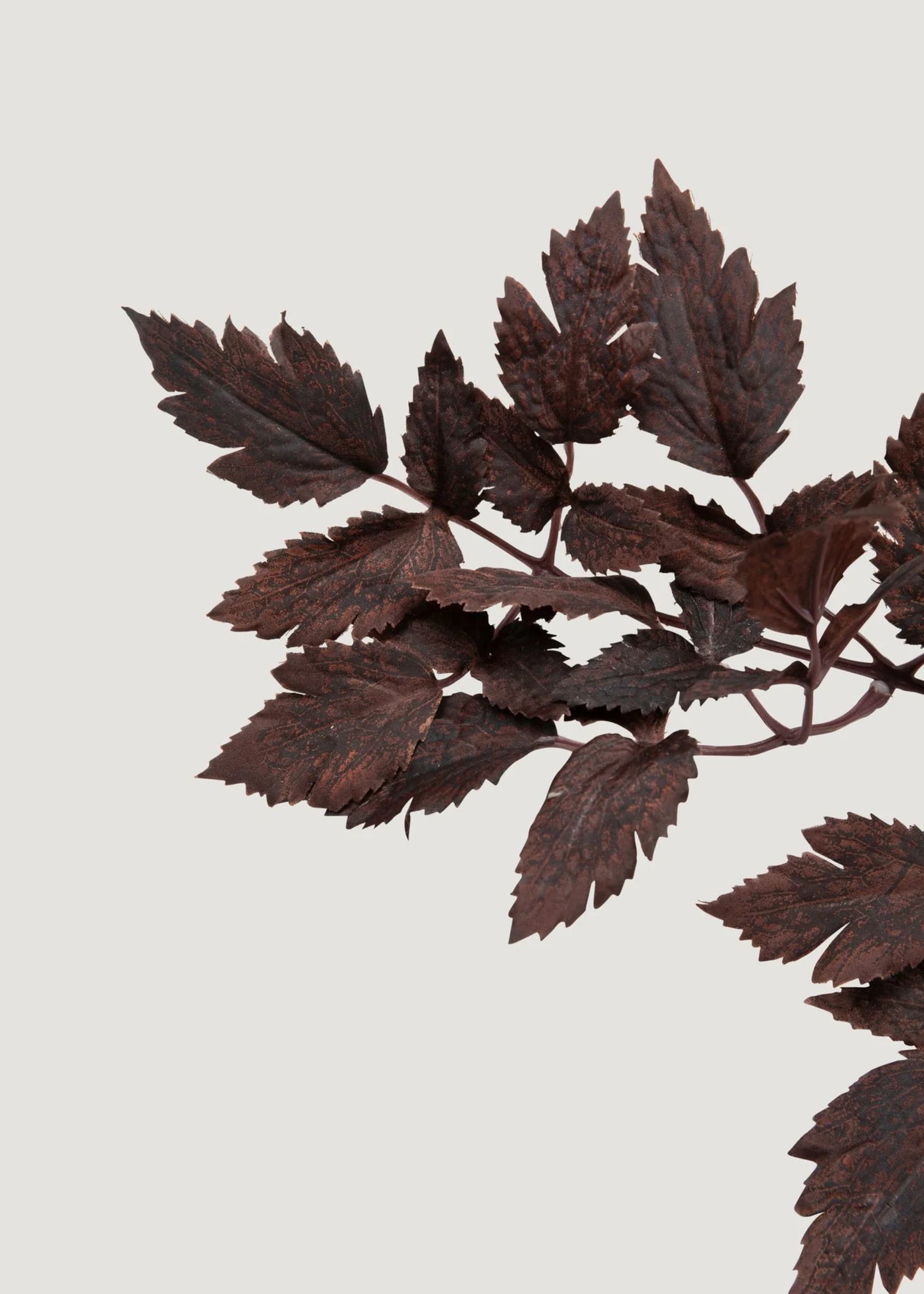 Artificial Cimicifuga Ramosa Stem - 31" Set of 6