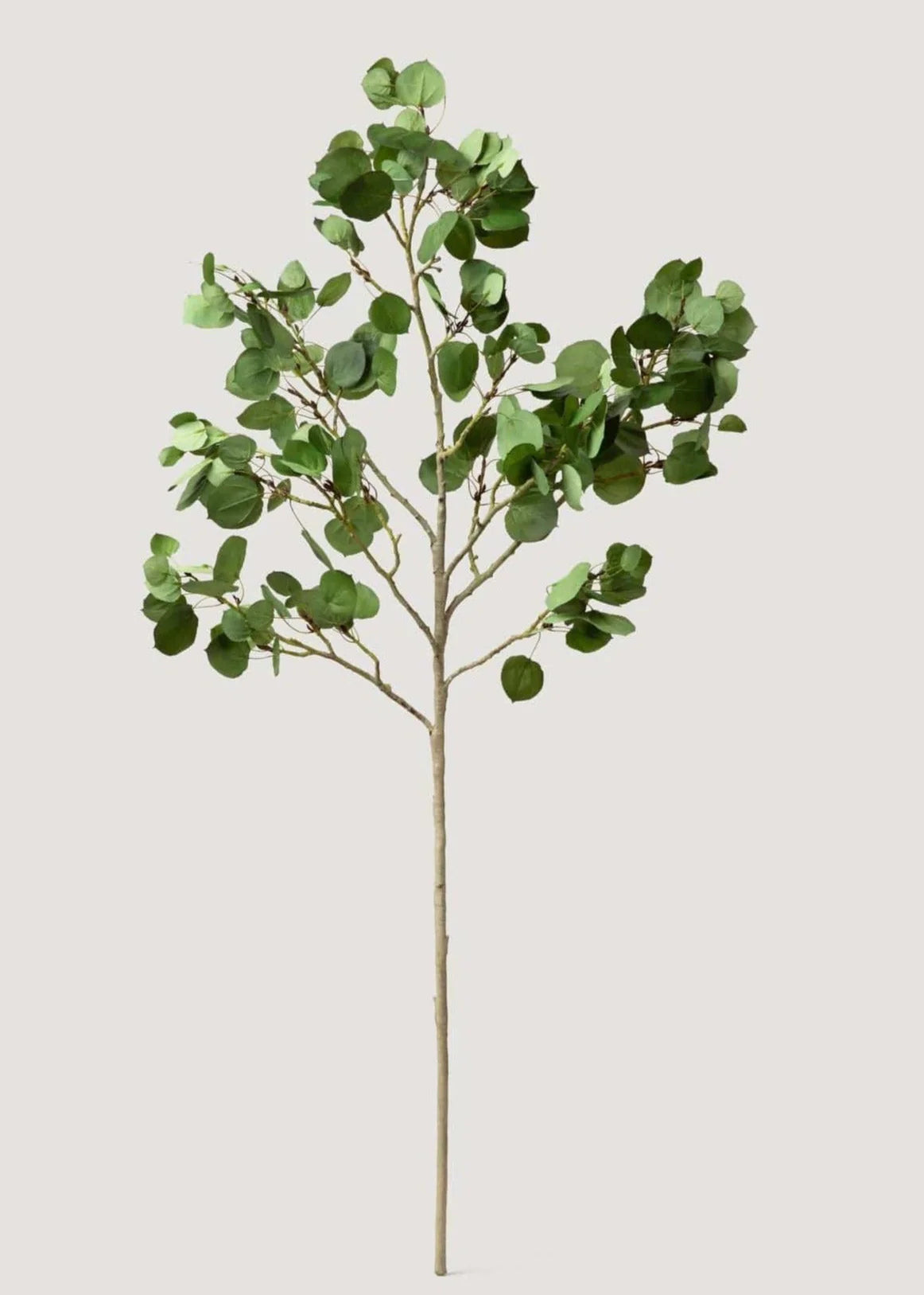 Tall Aspen Branch - 51"