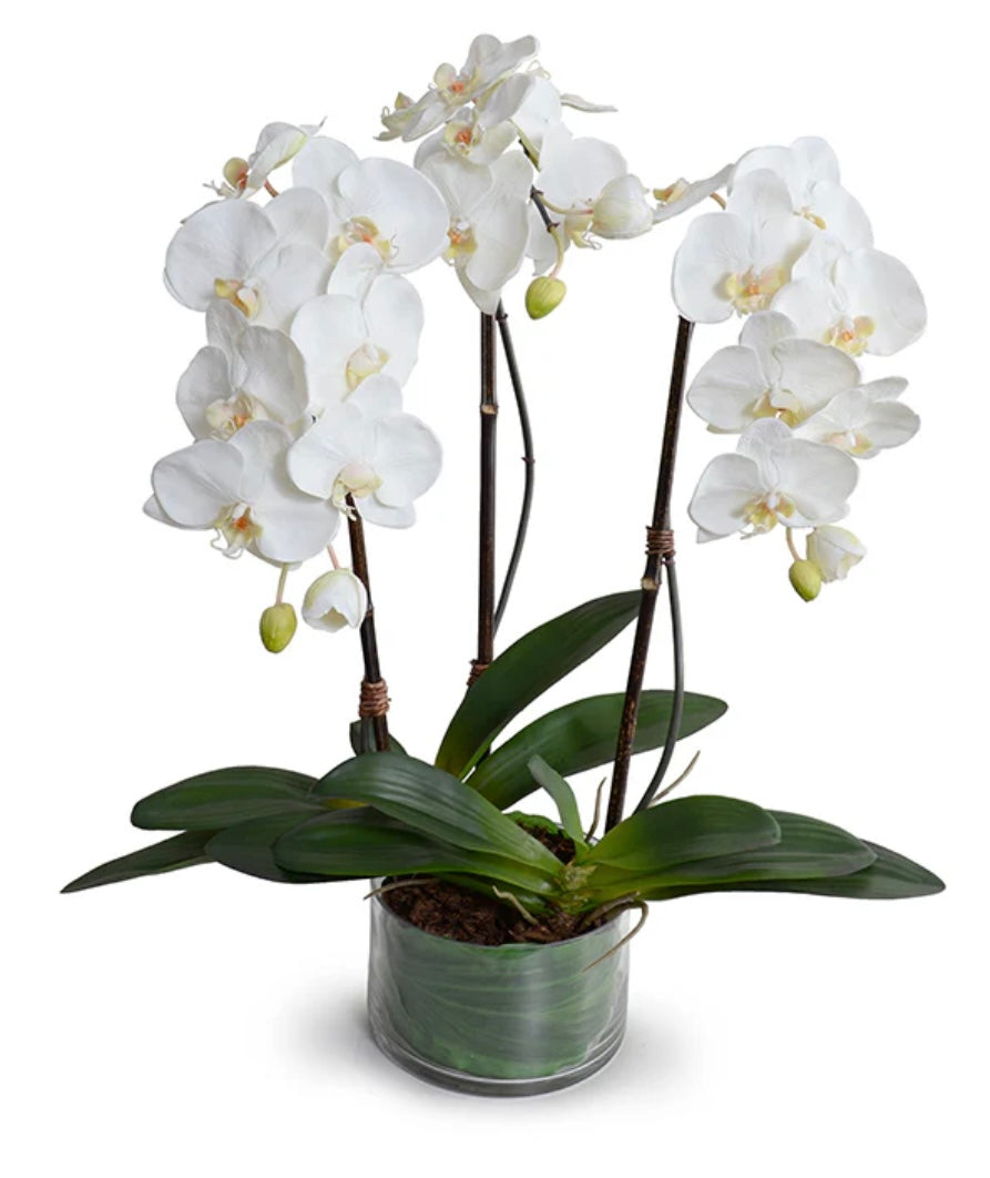 Phalaenopsis Orchid x3 Leaf-it 29"H