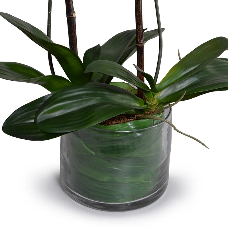 Phalaenopsis Orchid x3 Leaf-it 29"H