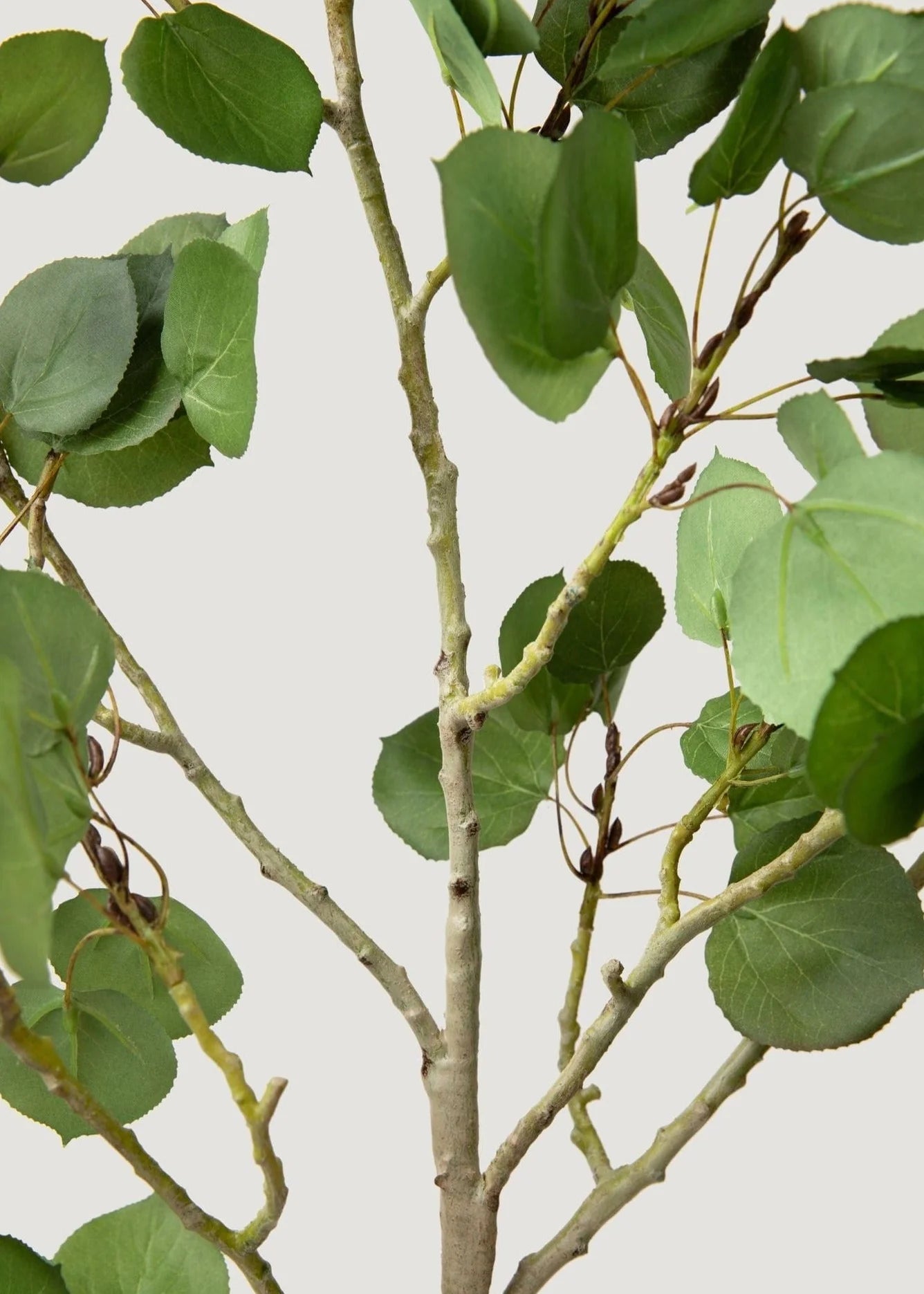 Tall Aspen Branch - 51"