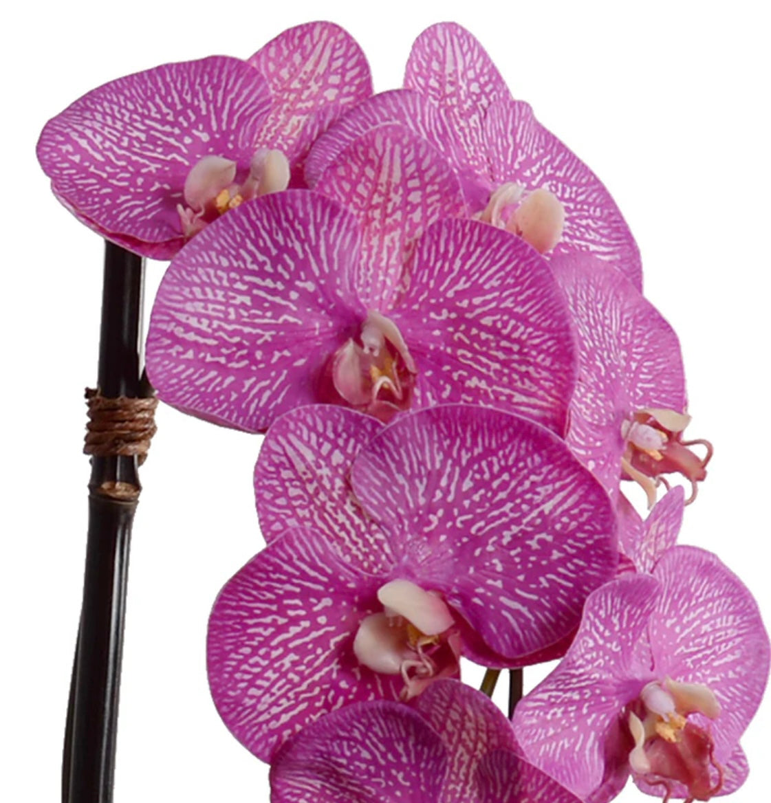 Phalaenopsis Orchid x3 Leaf-it 29"H