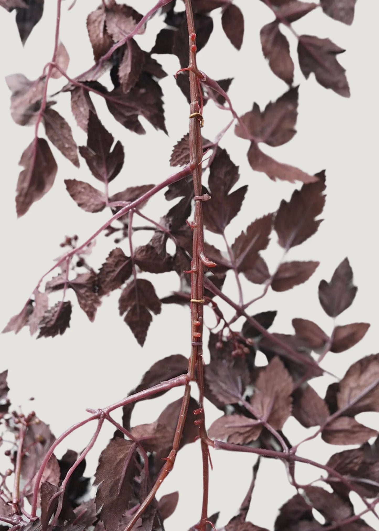 Artificial Cimicifuga Seeded Garland- 6'