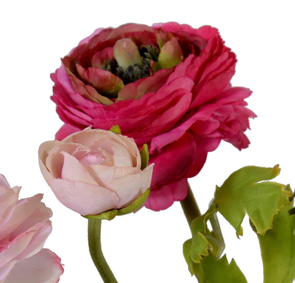 Ranunculus