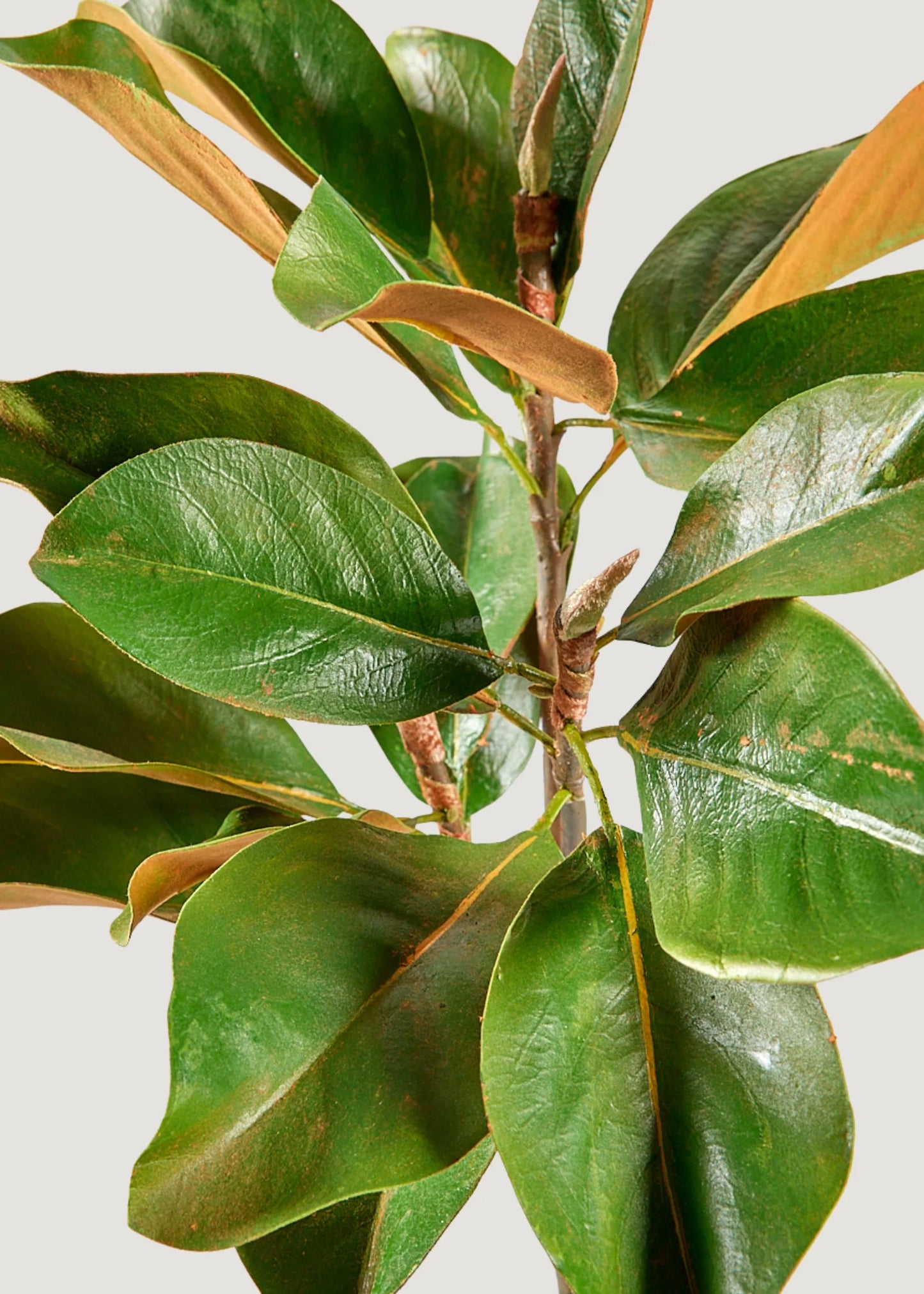 Artificial Magnolia Stem - 41" Set of 3