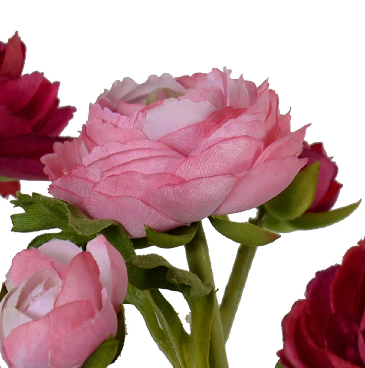 Ranunculus