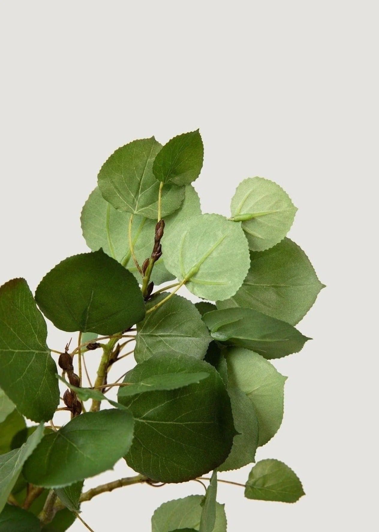 Tall Aspen Branch - 51"