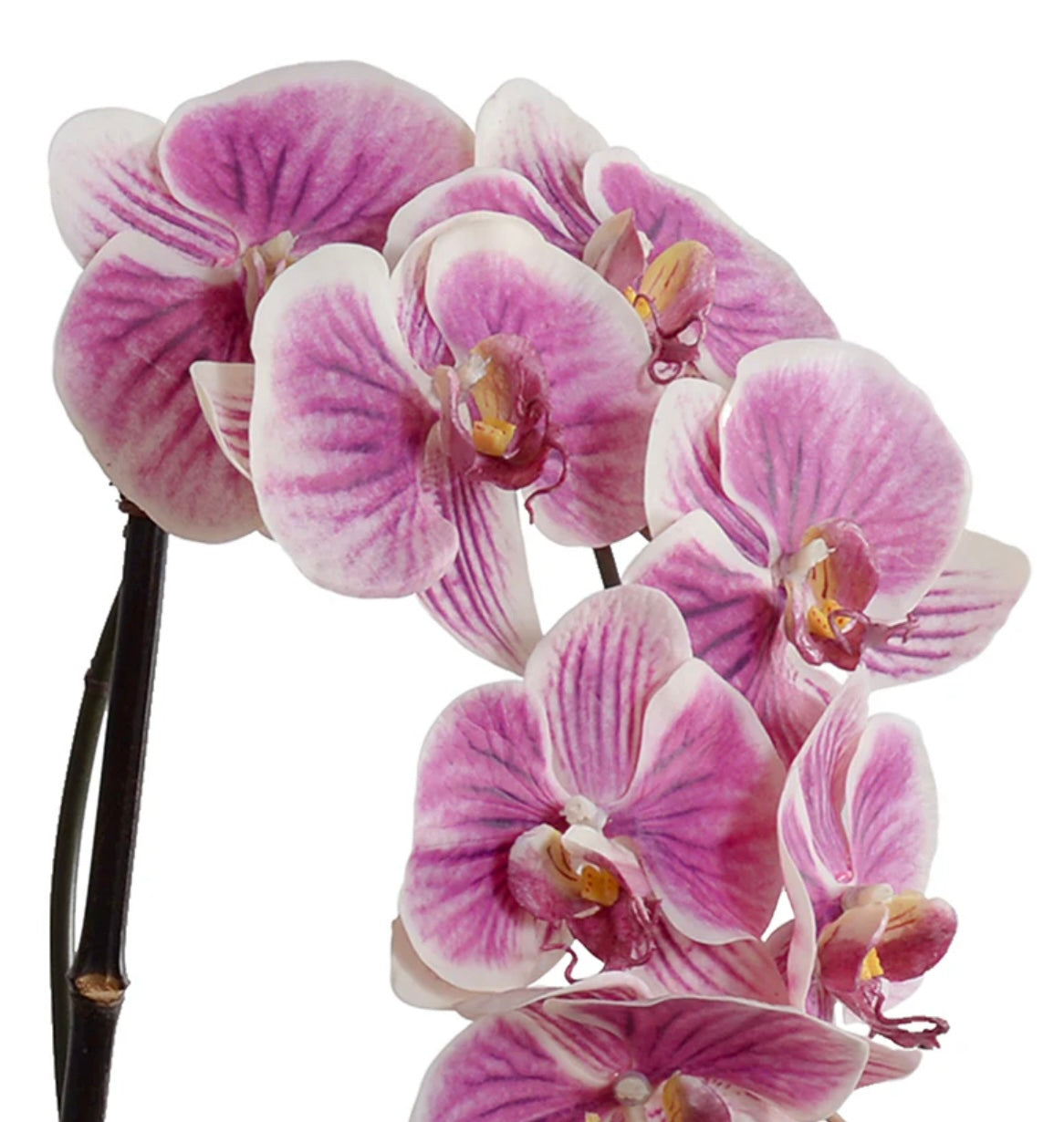 Phalaenopsis Orchid x3 Leaf-it 29"H