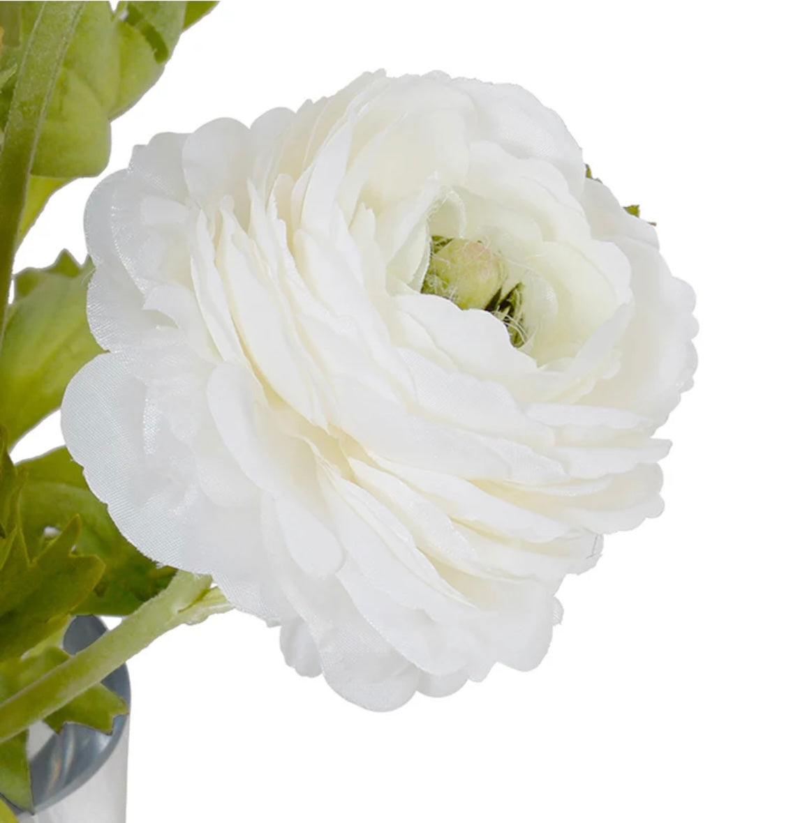 Ranunculus