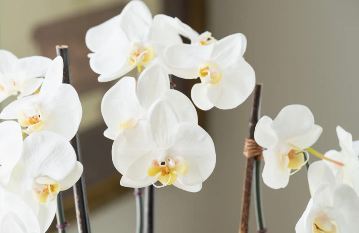 Phalaenopsis Orchid x3 Leaf-it 20"H