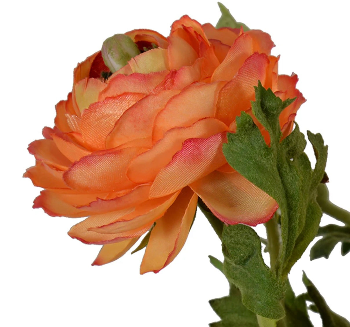 Ranunculus