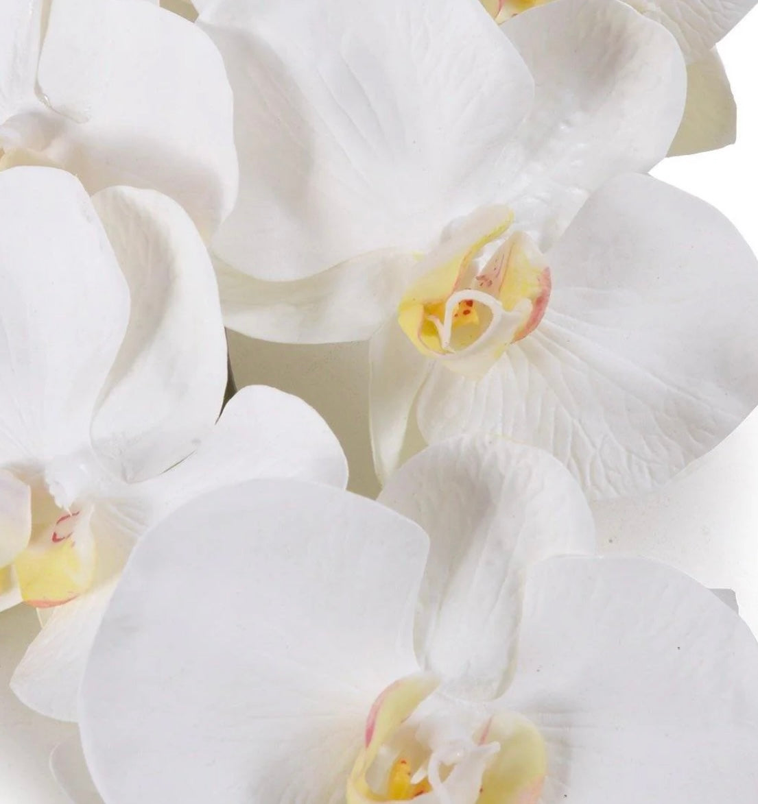 Phalaenopsis Orchid x8 Stem 38"L 12 Count