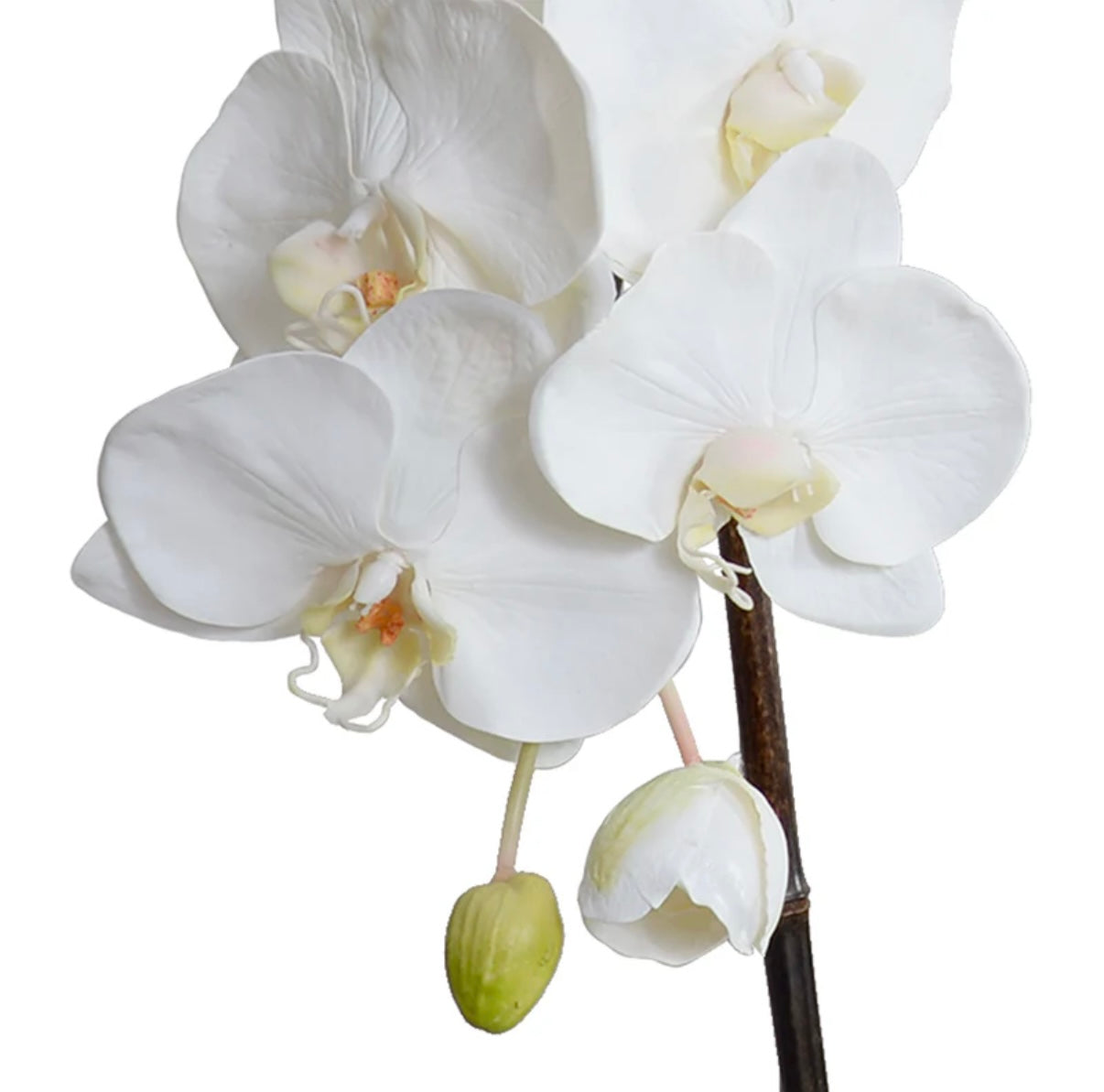 Phalaenopsis Orchid x3 Leaf-it 29"H