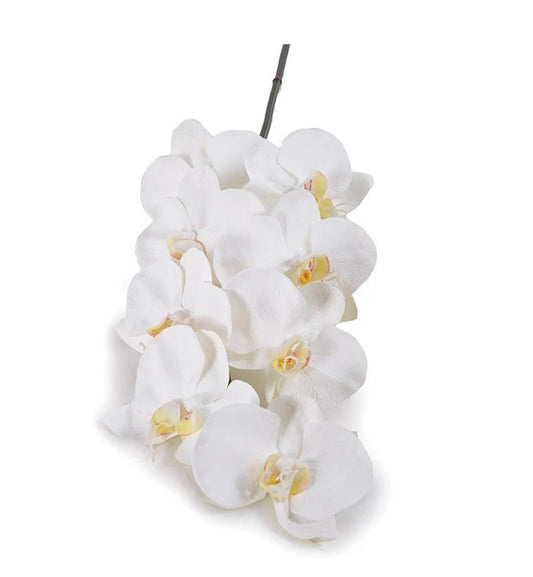 Phalaenopsis Orchid x8 Stem 38"L 12 Count