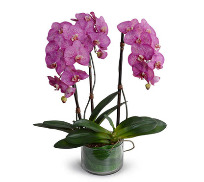 Phalaenopsis Orchid x3 Leaf-it 29"H