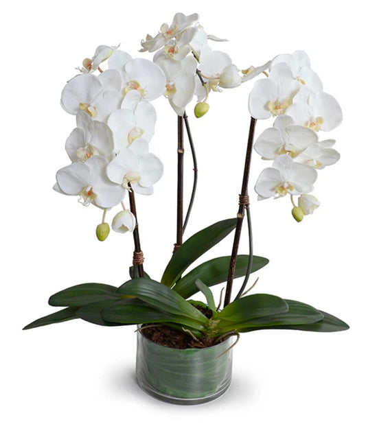 Phalaenopsis Orchid x3 Leaf-it 29"H