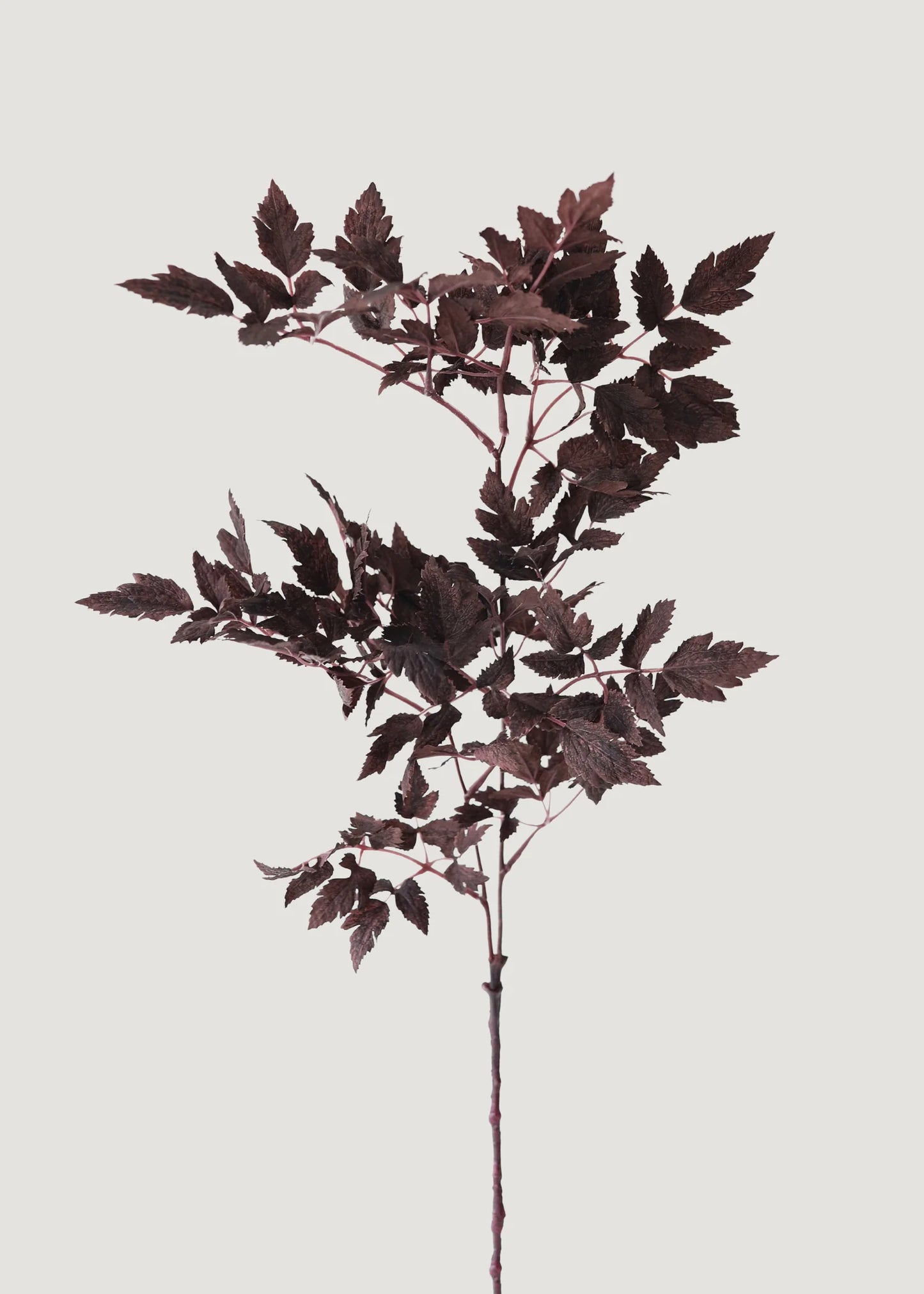 Artificial Cimicifuga Ramosa Stem - 31" Set of 6