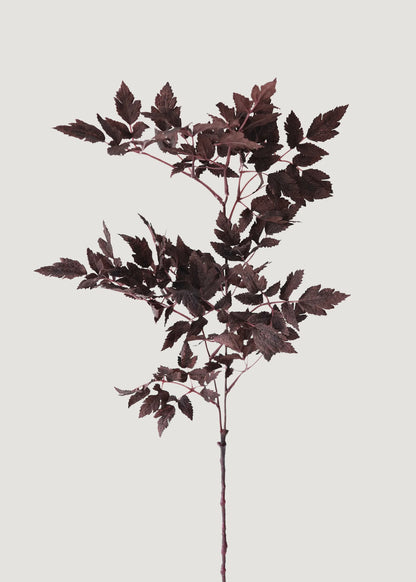 Artificial Cimicifuga Ramosa Stem - 31" Set of 6
