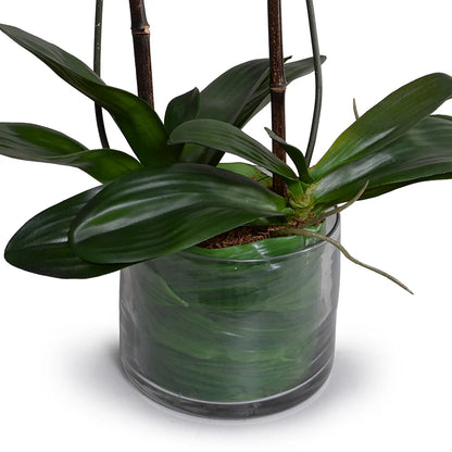 Phalaenopsis Orchid x3 Leaf-it 29"H