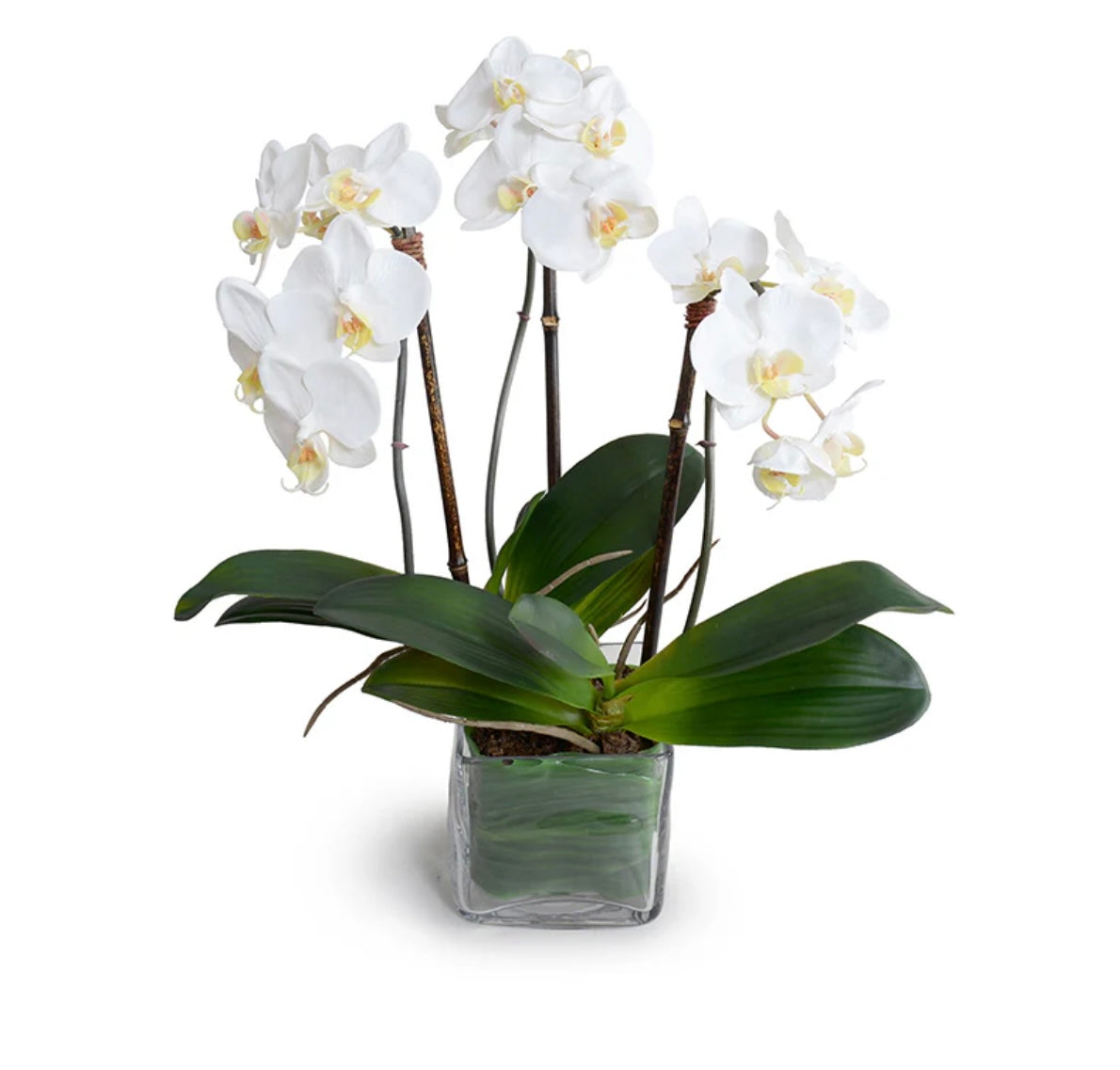 Phalaenopsis Orchid x3 Leaf-it 20"H