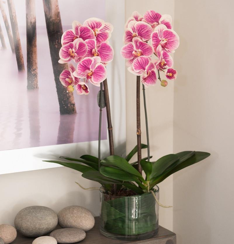 Phalaenopsis Orchid x3 Leaf-it 29"H