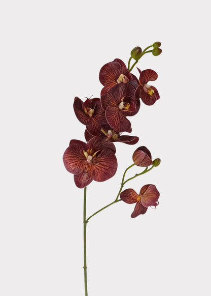 Real Touch Phalaenopsis Orchid Stem – Autumn Brown, 31”-Set of 3