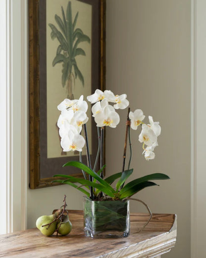 Phalaenopsis Orchid x3 Leaf-it 20"H