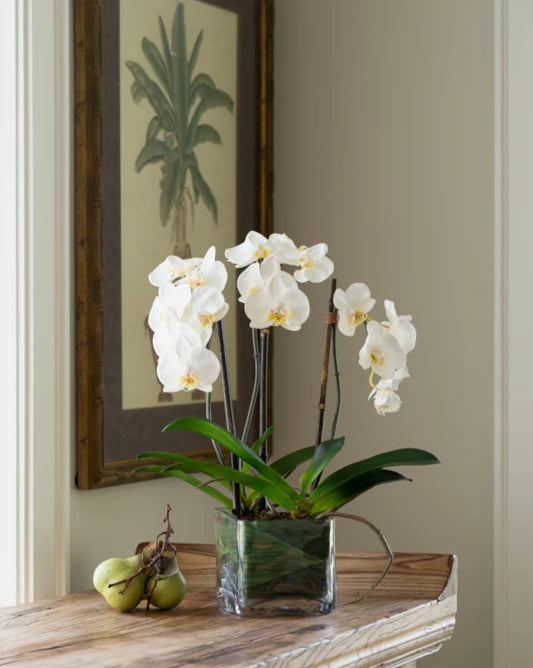 Phalaenopsis Orchid x3 Leaf-it 20"H