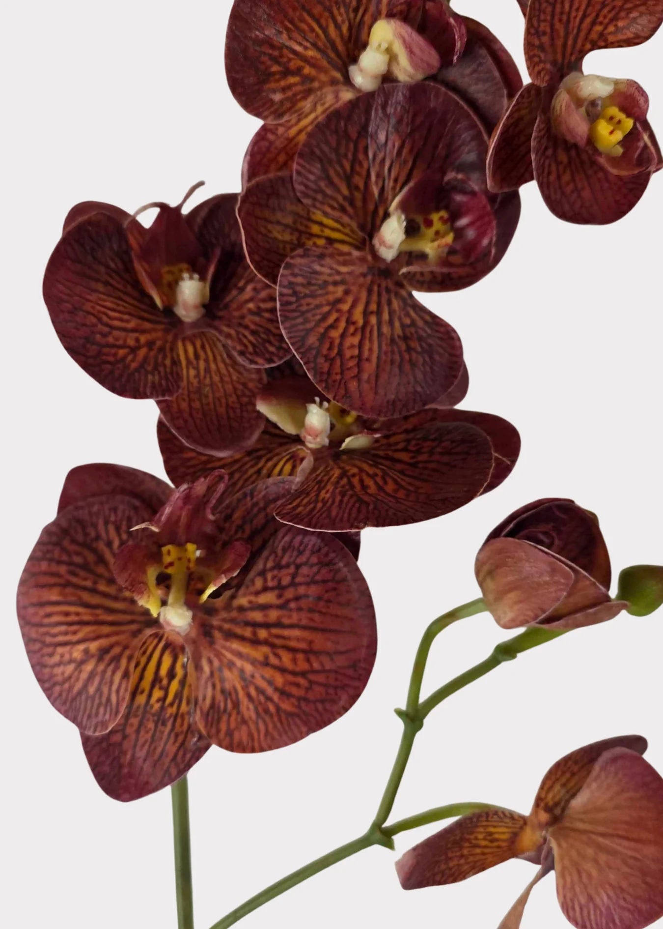 Real Touch Phalaenopsis Orchid Stem – Autumn Brown, 31”-Set of 3