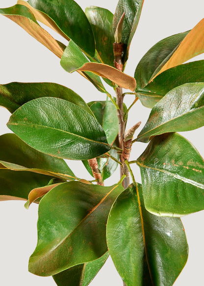 Artificial Magnolia Stem - 41" Set of 3