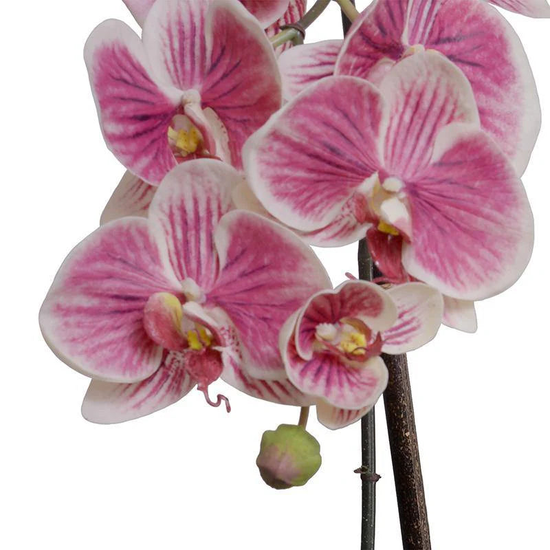 Phalaenopsis Orchid x3 Leaf-it 29"H