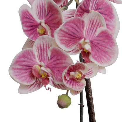 Phalaenopsis Orchid x3 Leaf-it 29"H