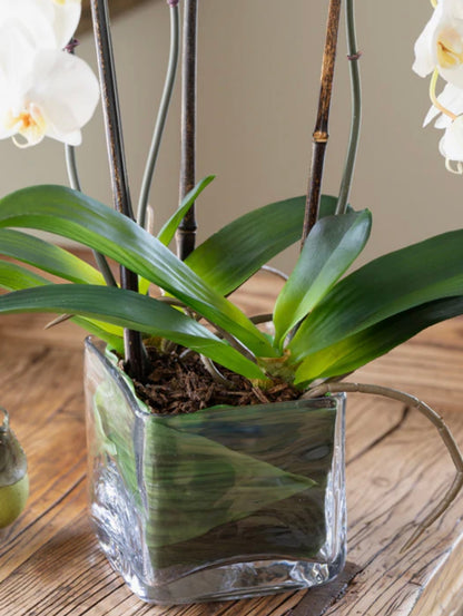 Phalaenopsis Orchid x3 Leaf-it 20"H