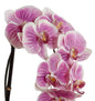 Phalaenopsis Orchid x3 Leaf-it 29"H
