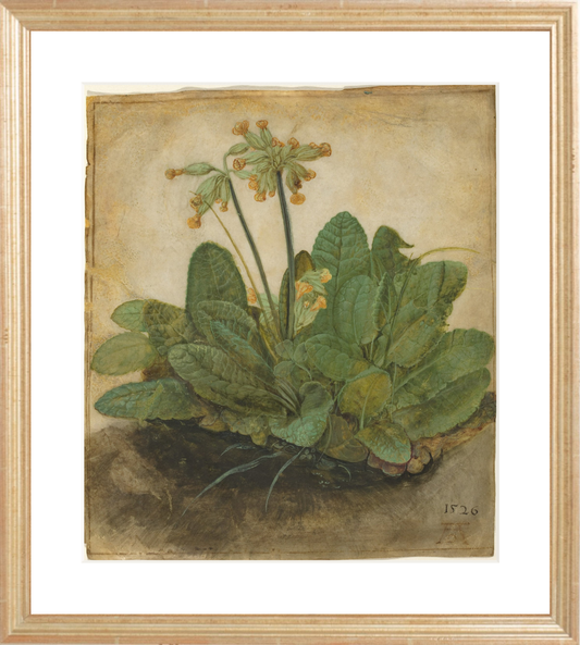 Tufts of Cowslips