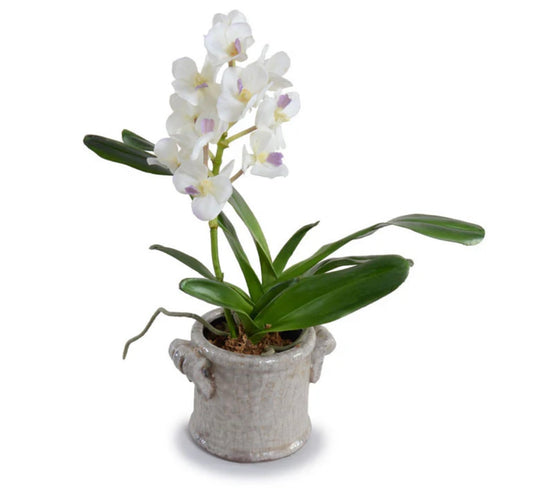 Vanda Orchid in Clay Pot