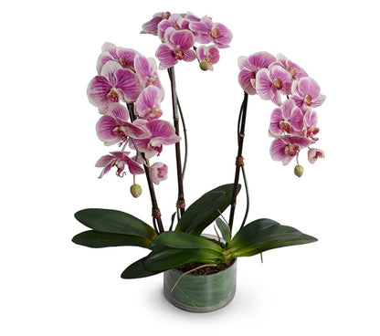 Phalaenopsis Orchid x3 Leaf-it 29"H